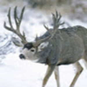 Meet your Posher, Hunter